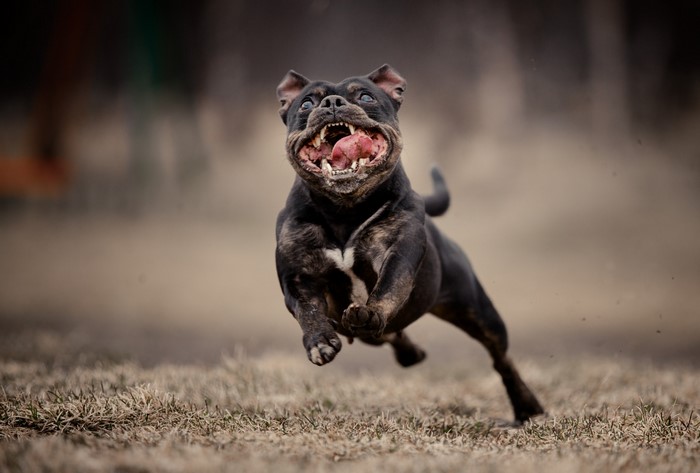Brindle Bulldog running with mouth open