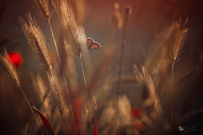 Butterfly on a wheat stalk with poppies