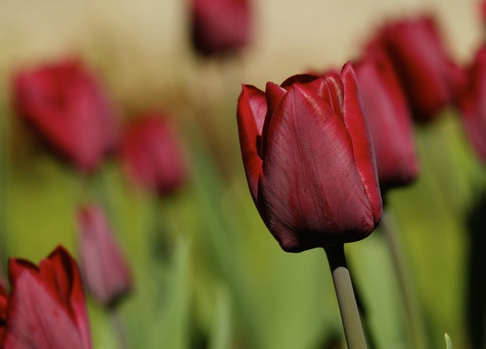 Red Tulips in a Garden