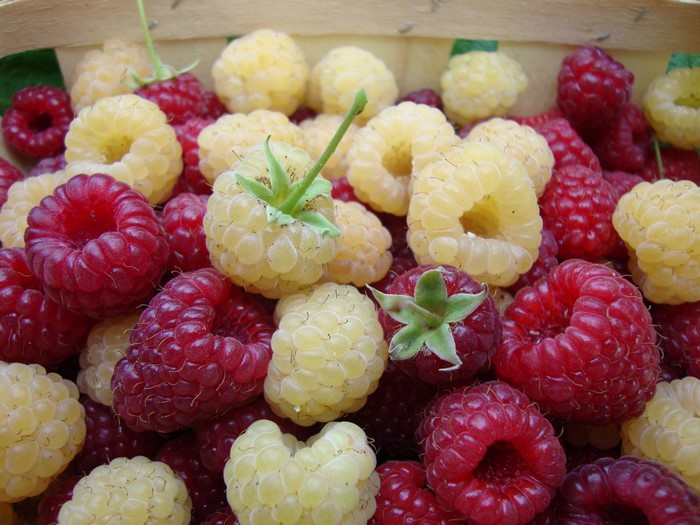 Red and white raspberries in a basket