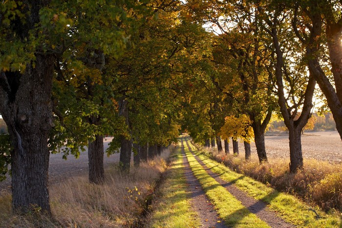 Tree-lined dirt road in autumn with sunlight