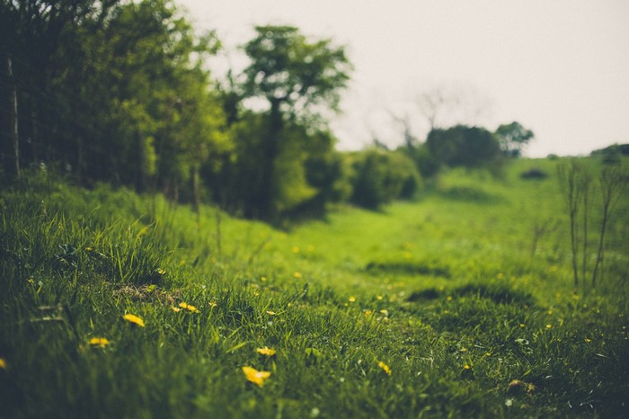 Green grassy hill with yellow flowers and trees