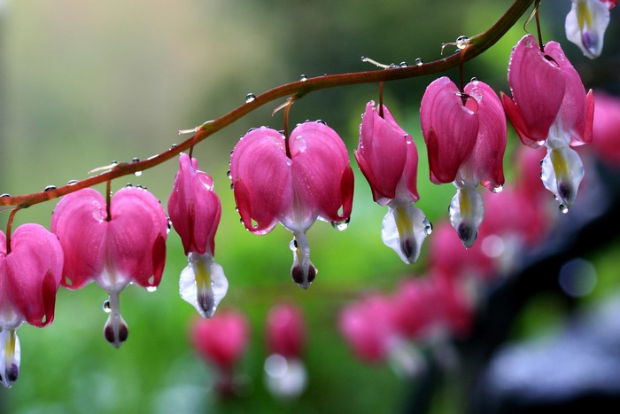 Pink bleeding heart flowers with water drops