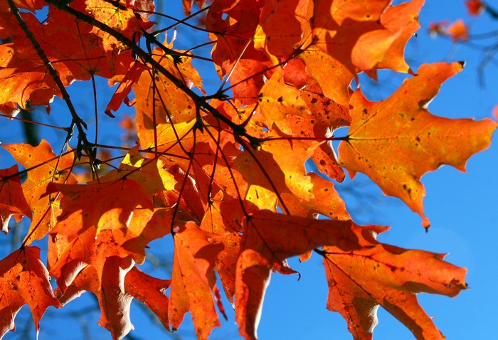 Autumn Maple Leaves on Branches Against Blue Sky