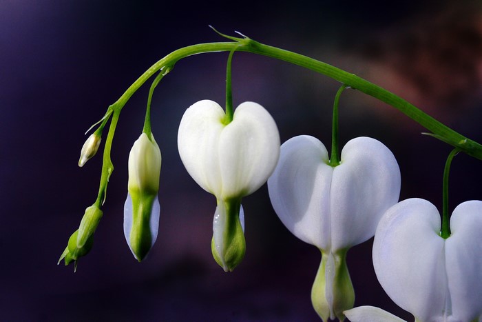 White Bleeding Heart flowers on a stem