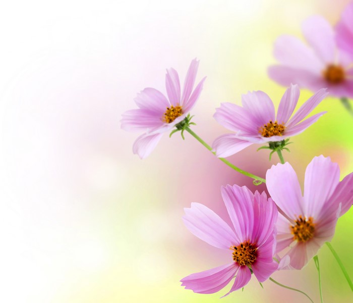 Pink Cosmos flowers with yellow centers