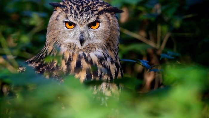 Eurasian eagle owl with bright orange eyes in foliage