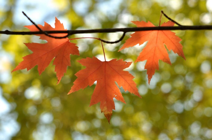 Orange Maple Leaves on a Branch
