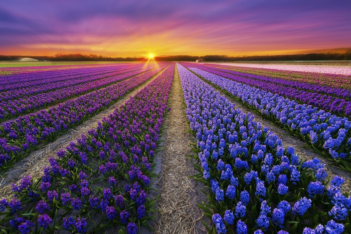 Flower fields at sunset