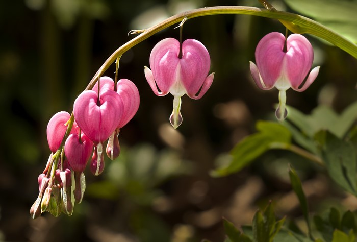 Pink bleeding heart flowers on a branch