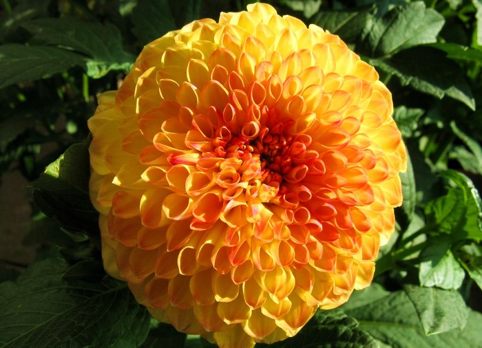 Close-up of a yellow and orange dahlia flower