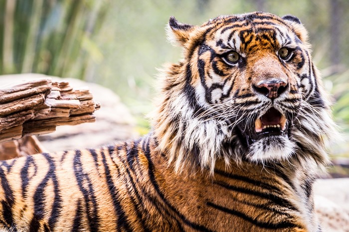 Tiger with mouth open