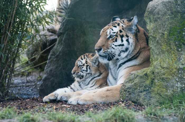 Mother and cub tigers resting near rocks