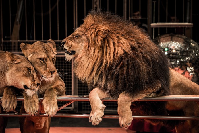 Circus lions on a platform