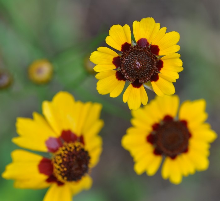 Yellow coreopsis flowers with dark centers