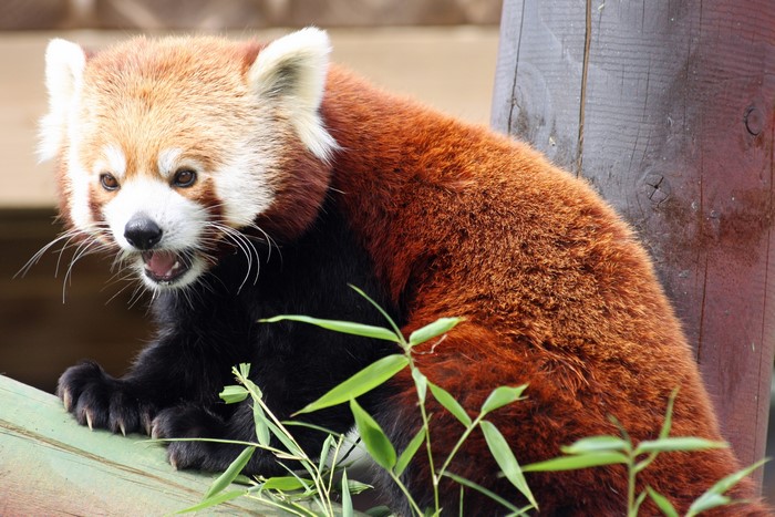 Red Panda with Bamboo