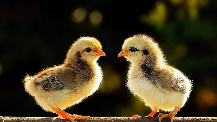 Two fluffy chicks facing each other