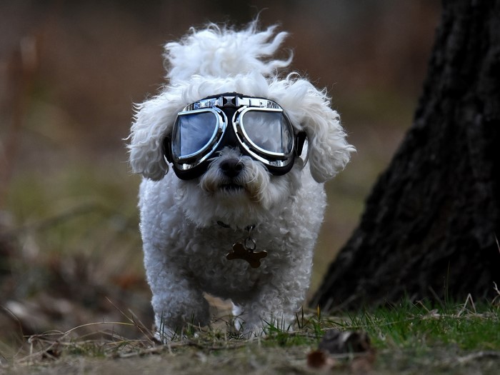 White Bichon dog wearing aviator goggles