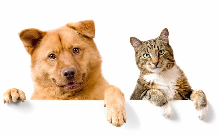 Dog and Cat Peeking Over a White Surface