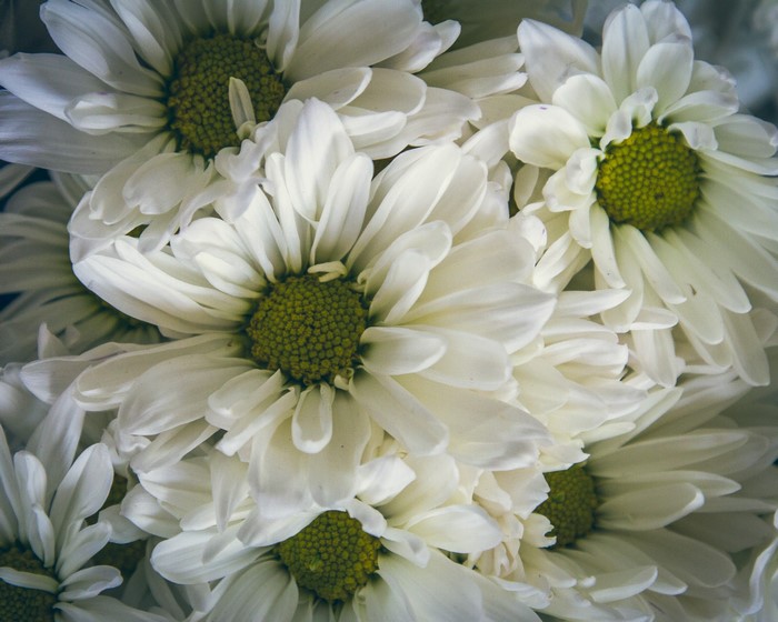 White Bellis flowers