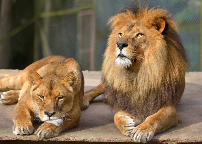 Two Lions Resting on a Wooden Platform