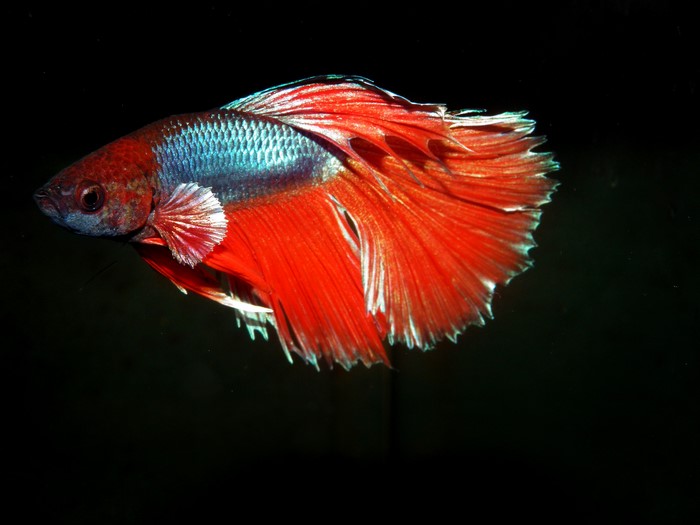 Betta fish closeup
