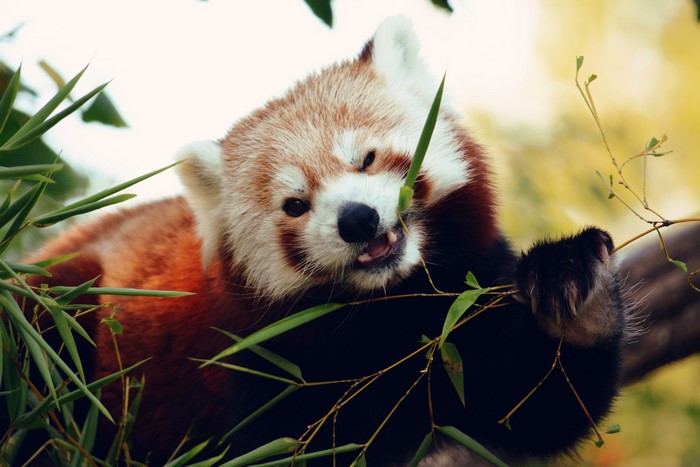 Red panda eating bamboo