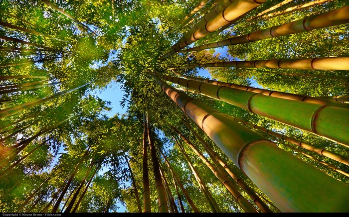 4K Bamboo Forest Looking Up