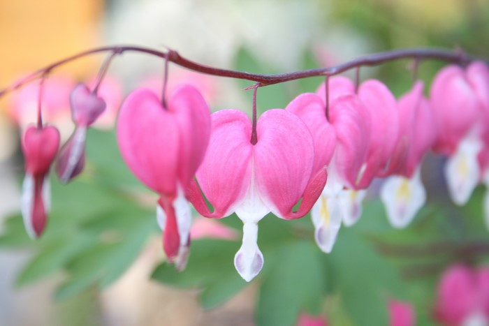 4K Pink Bleeding Hearts Flowers