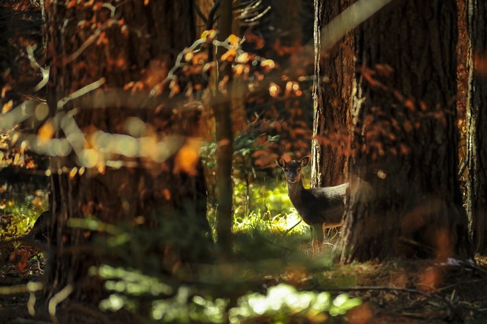 Deer in an autumn forest