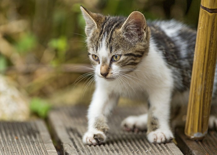 Tabby kitten on wooden planks
