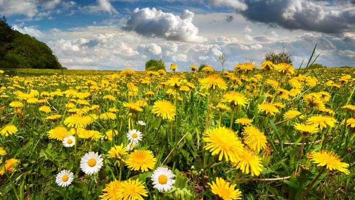 Field of yellow dandelions and white daisies under clouds