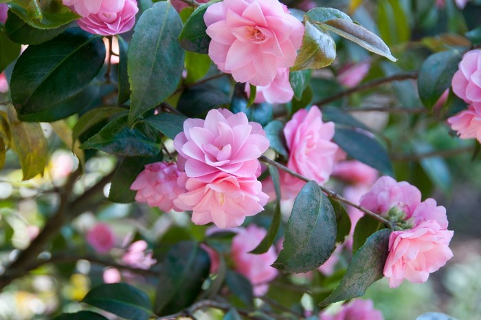 Pink Camellia Flowers on Branches