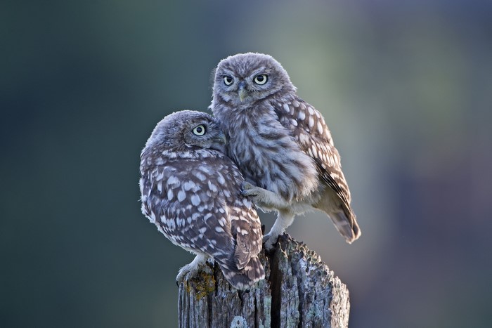 Two Little Owls Perched on a Wooden Post