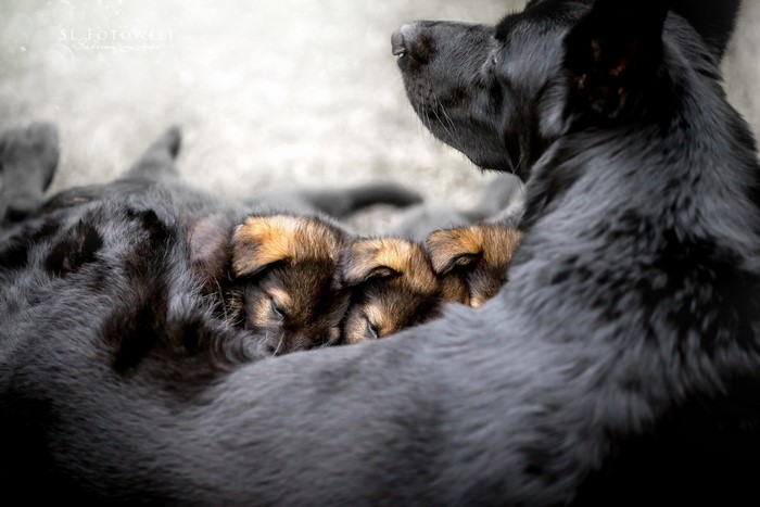 Black Shepherd Dog with Puppies