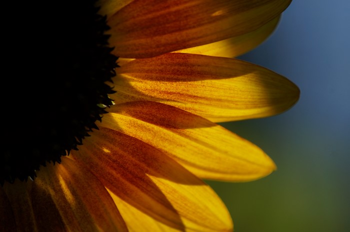 Closeup of a Sunflower