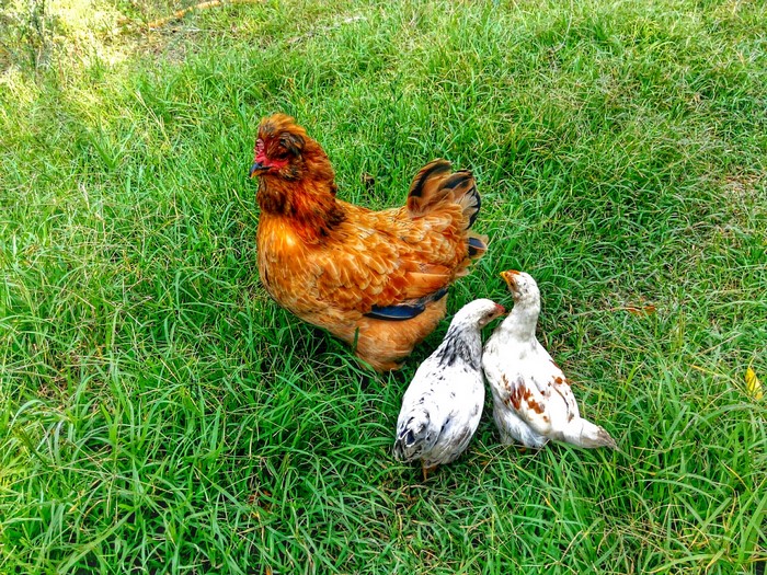 Brown chicken with two chicks on grass