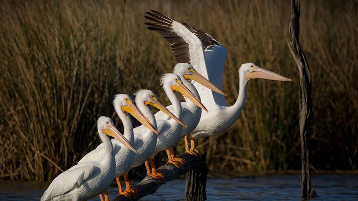 A line of white pelicans perched on a log