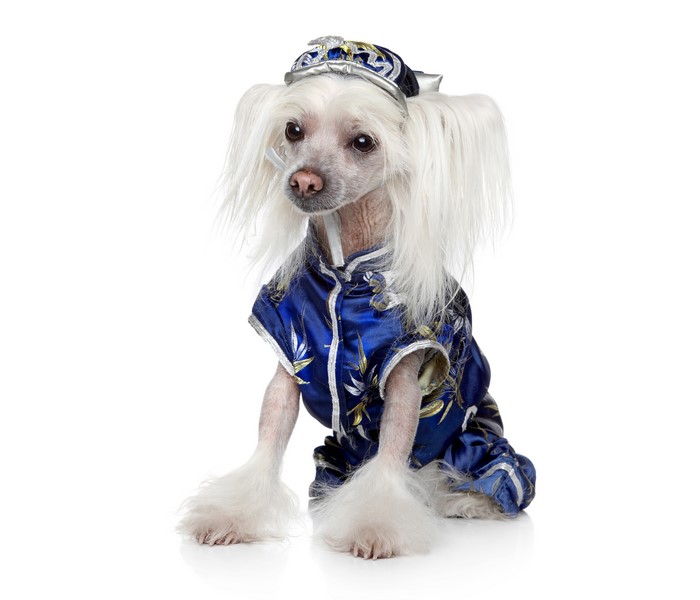 Chinese Crested dog wearing a blue uniform and hat