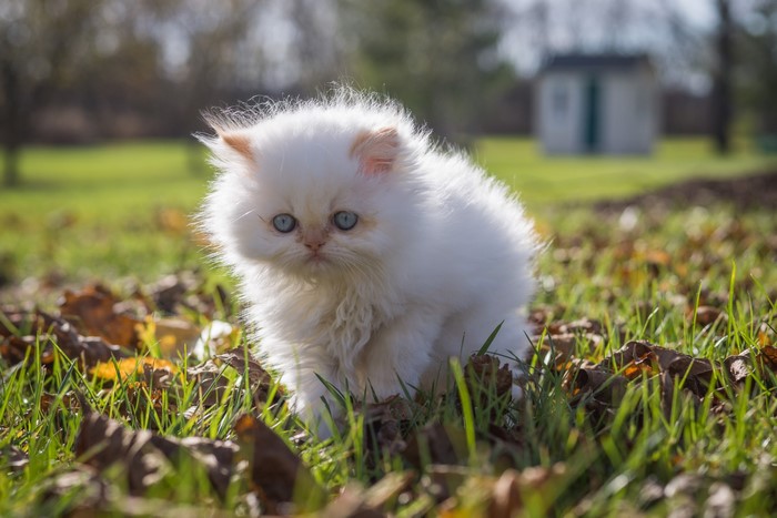Fluffy white kitten with blue eyes in grass