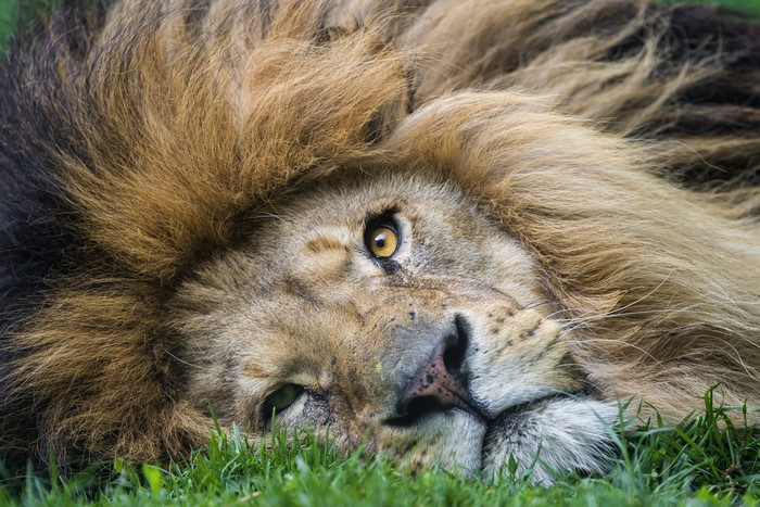 Lion lying in grass