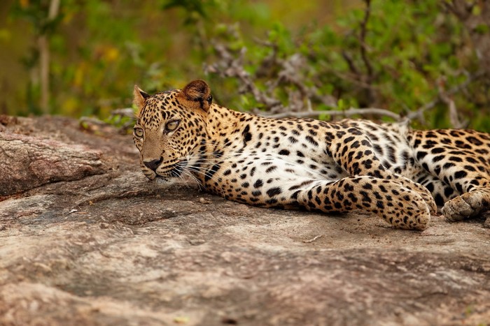 Leopard resting on a rock