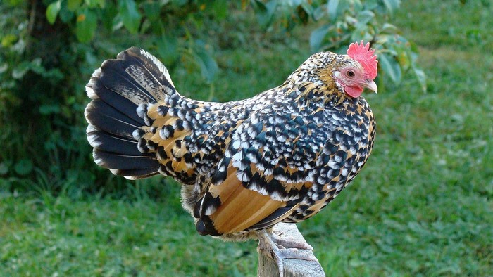 A colorful chicken perched on a wooden post