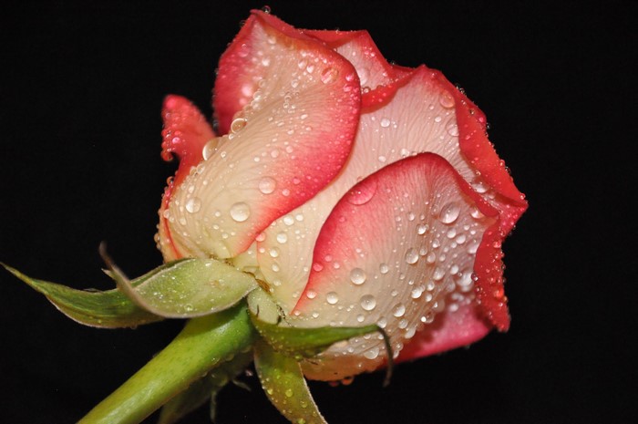 Rose with water drops on petals