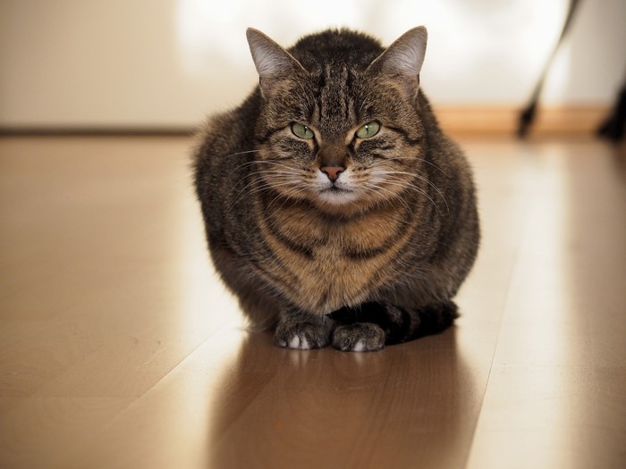 Tabby Cat Sitting on Floor