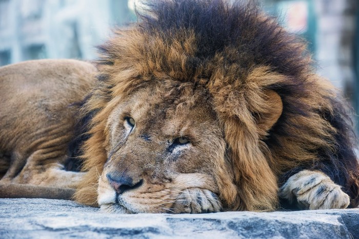 Lion resting on rocks