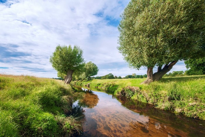 River flowing through a grassy field with trees