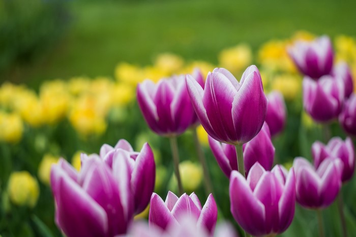 Purple and white tulips in a field
