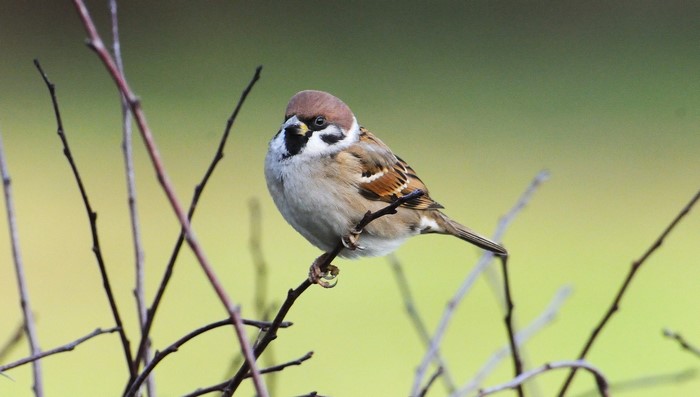 Sparrow perched on branches