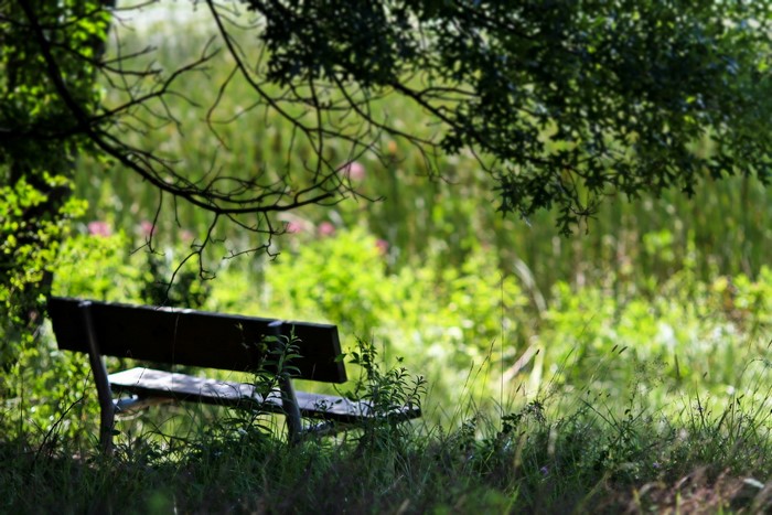 Park bench under a tree in summer
